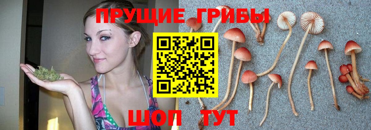 Заводоуковск  Псилоцибиновые грибы Psilocybine cubensis  как найти закладки  Вход с VPN 